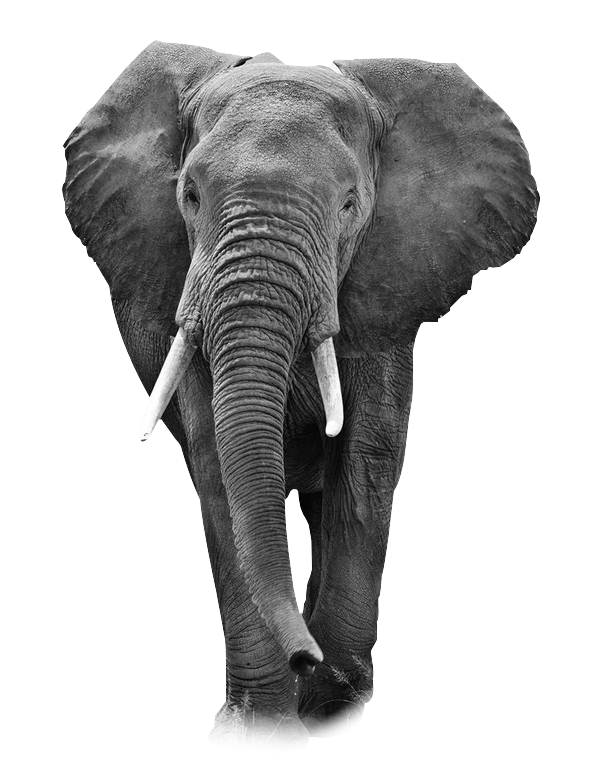 Elefante